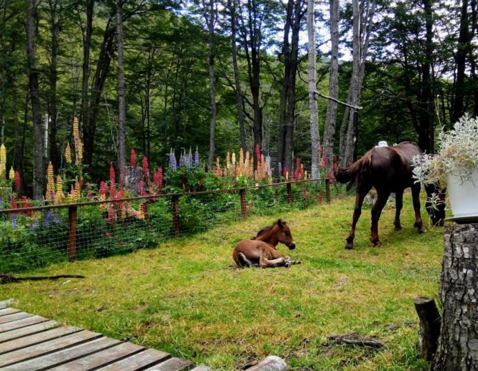 Hotel Bosque Holistico Del Fin Del Mundo Ushuaia Esterno foto